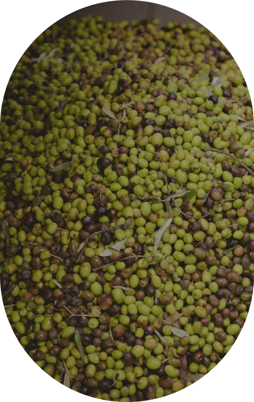 olive image