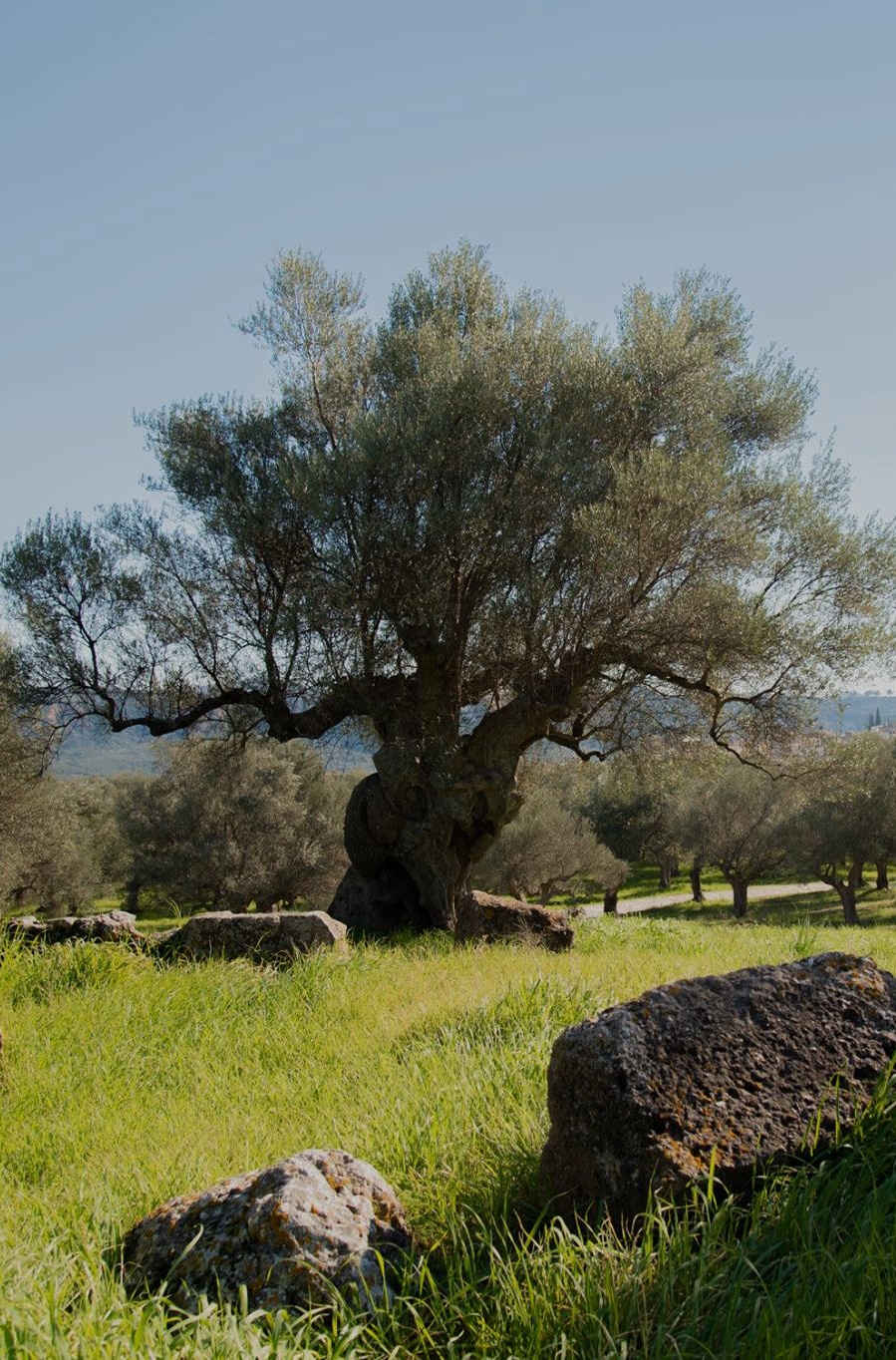 olive tree image