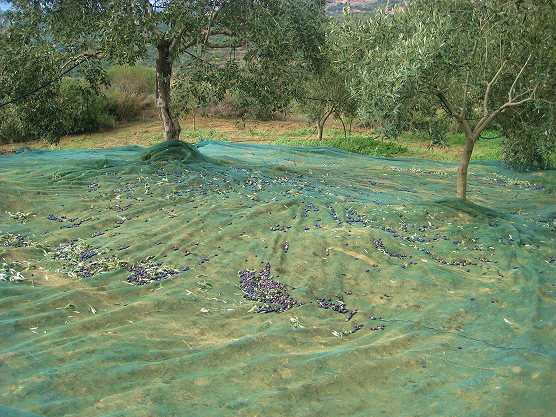 Η ΕΤΑΙΡΕΙΑ image 299900