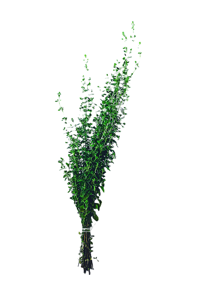 image Ρίγανη βιολογικής γεωργίας 05