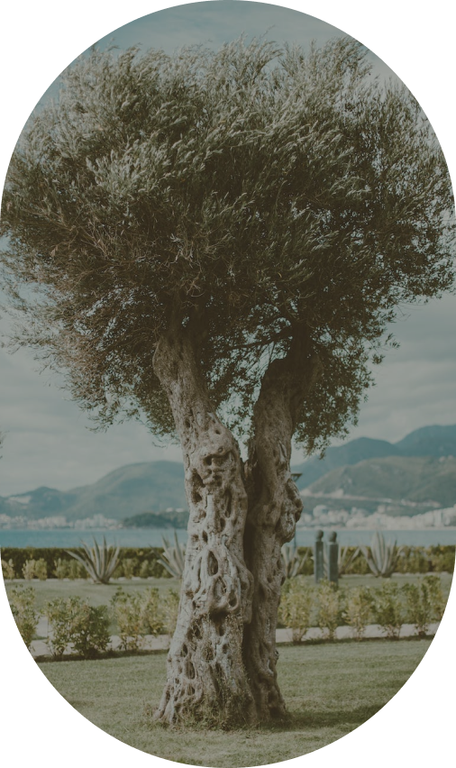 olive tree image