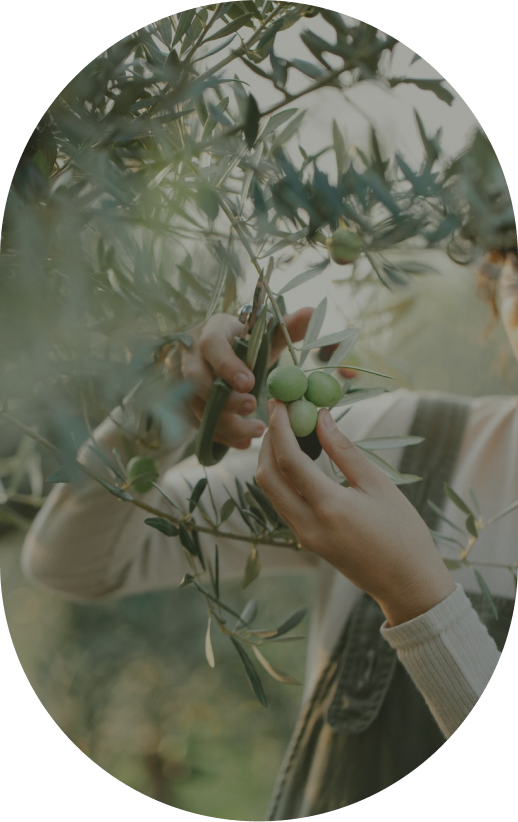 olive image