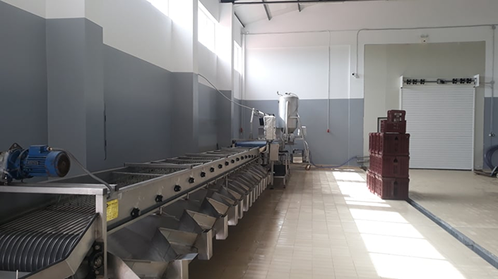 image Τυποποίηση ελαιολάδου 6 299968